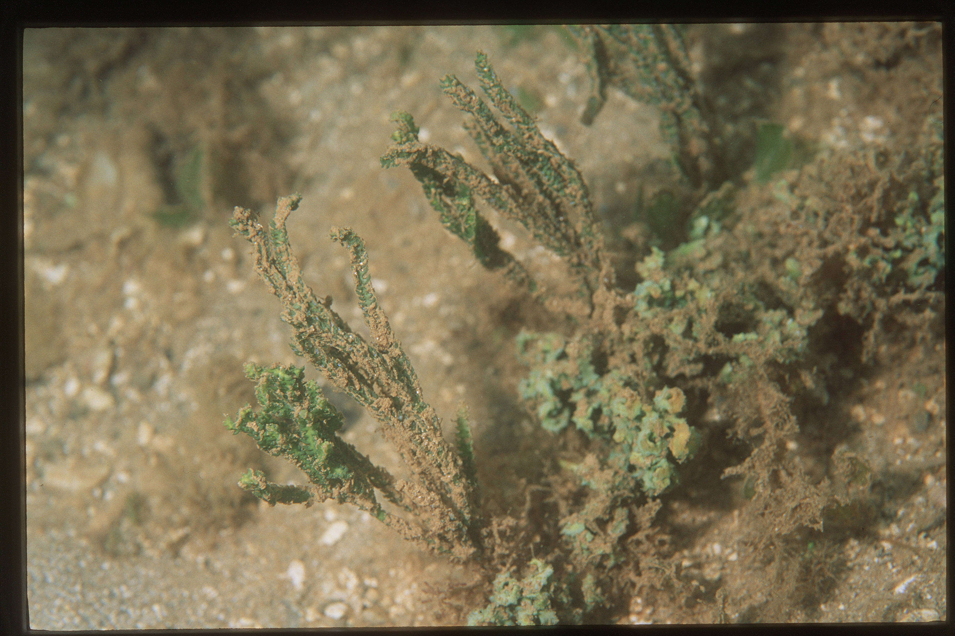 Image de Caulerpa sertularioides