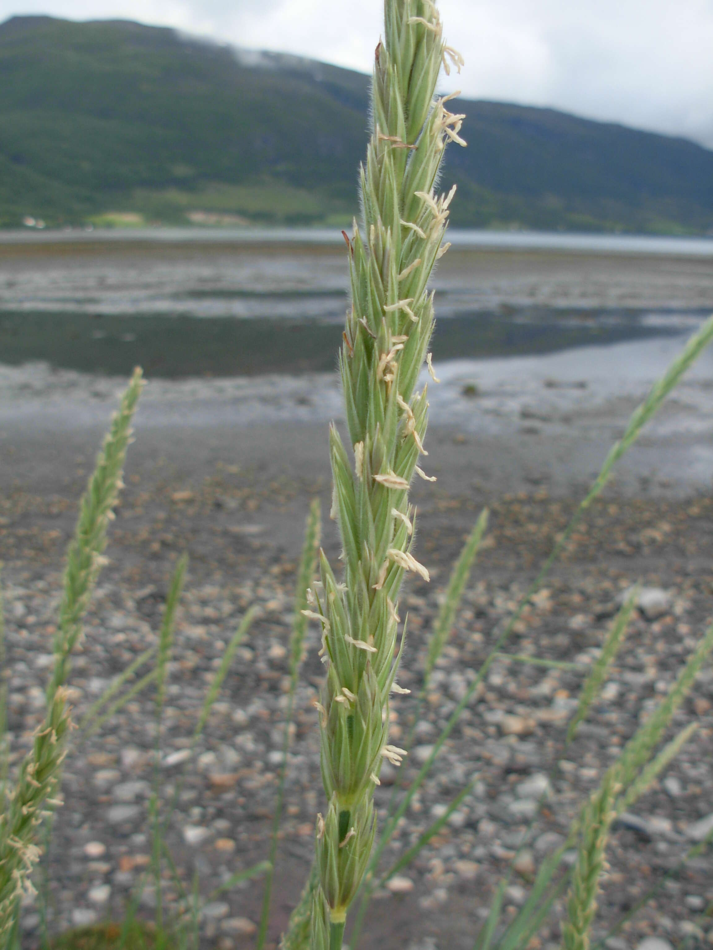 Image of lyme-grass