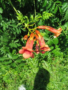 Image of trumpet creeper