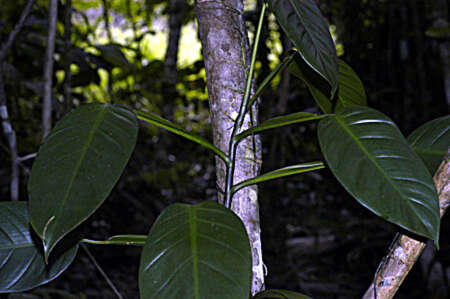 Sivun Philodendron lingulatum (L.) K. Koch kuva