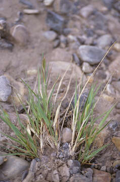 Image of alpine timothy