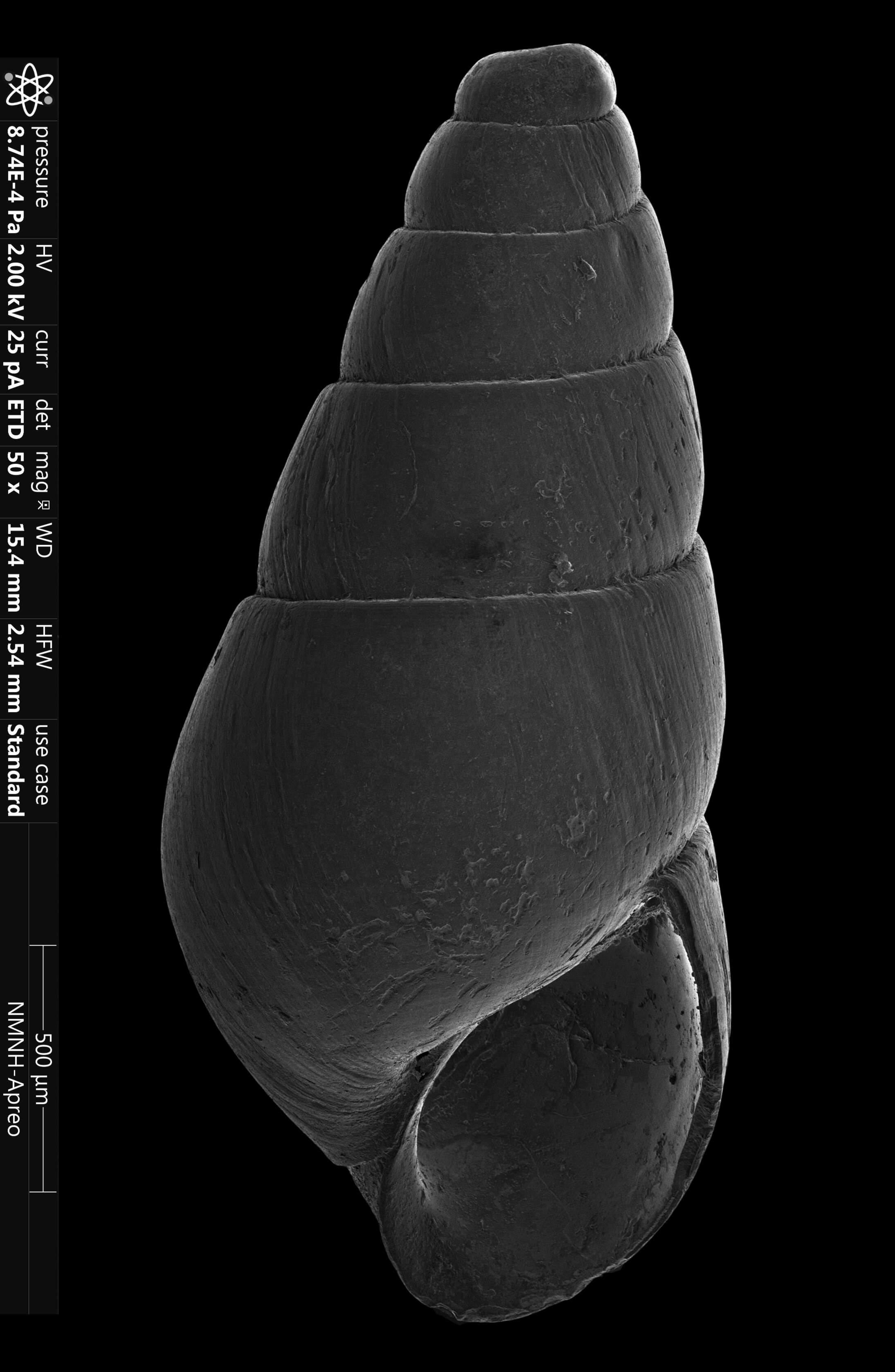 Plancia ëd Brachystomia carrozzai (van Aartsen 1987)