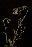 Sivun Cyanthillium kuva