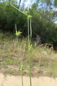 Sivun Carex turgescens Torr. kuva