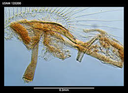 Image of oligostracan crustaceans