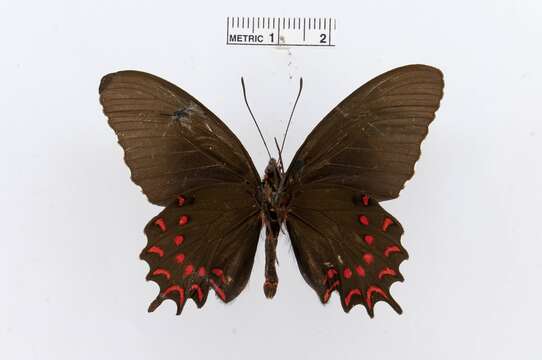 Image of Parides montezuma (Westwood 1842)