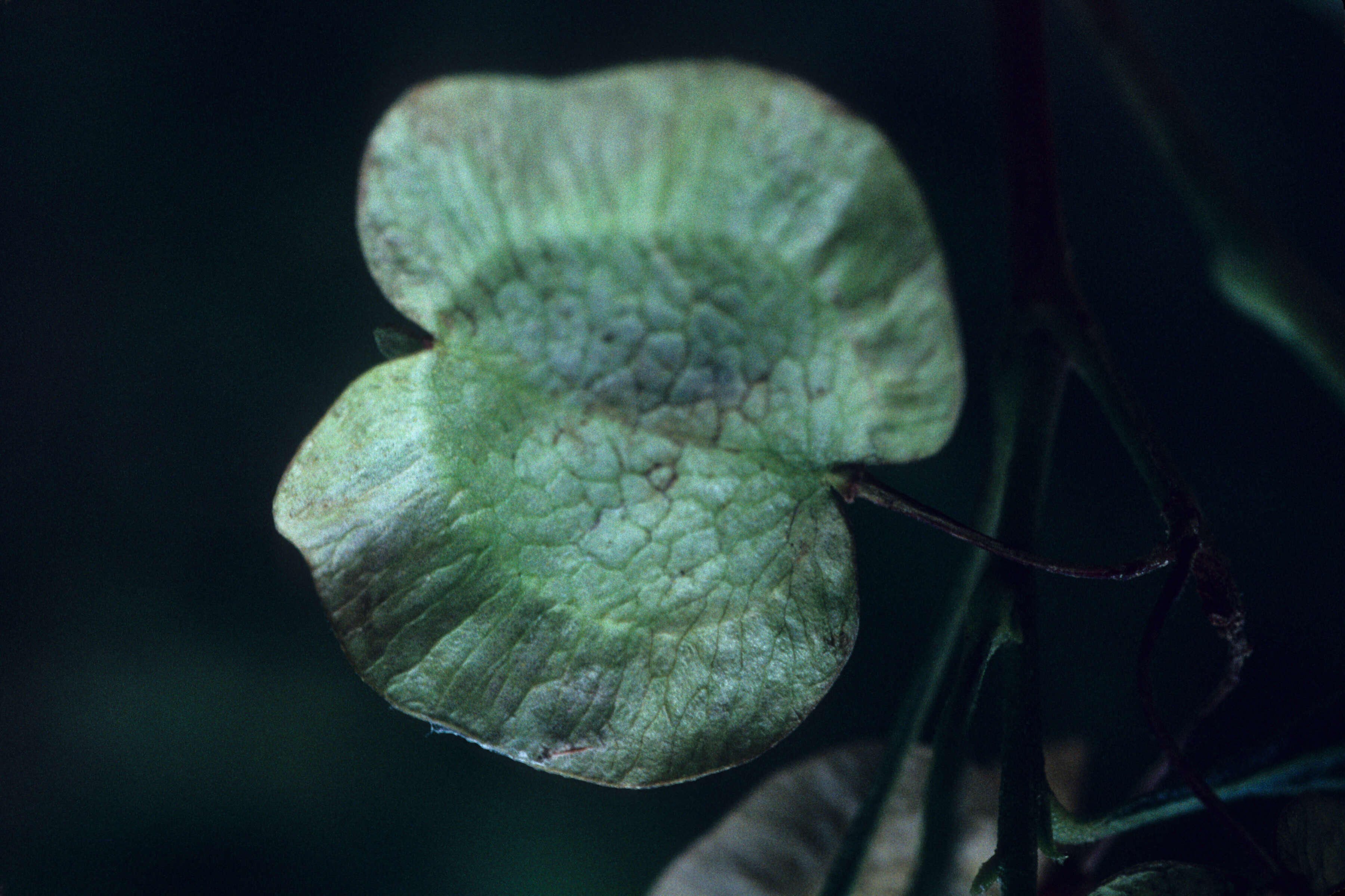 Слика од Dodonaea viscosa (L.) Jacq.