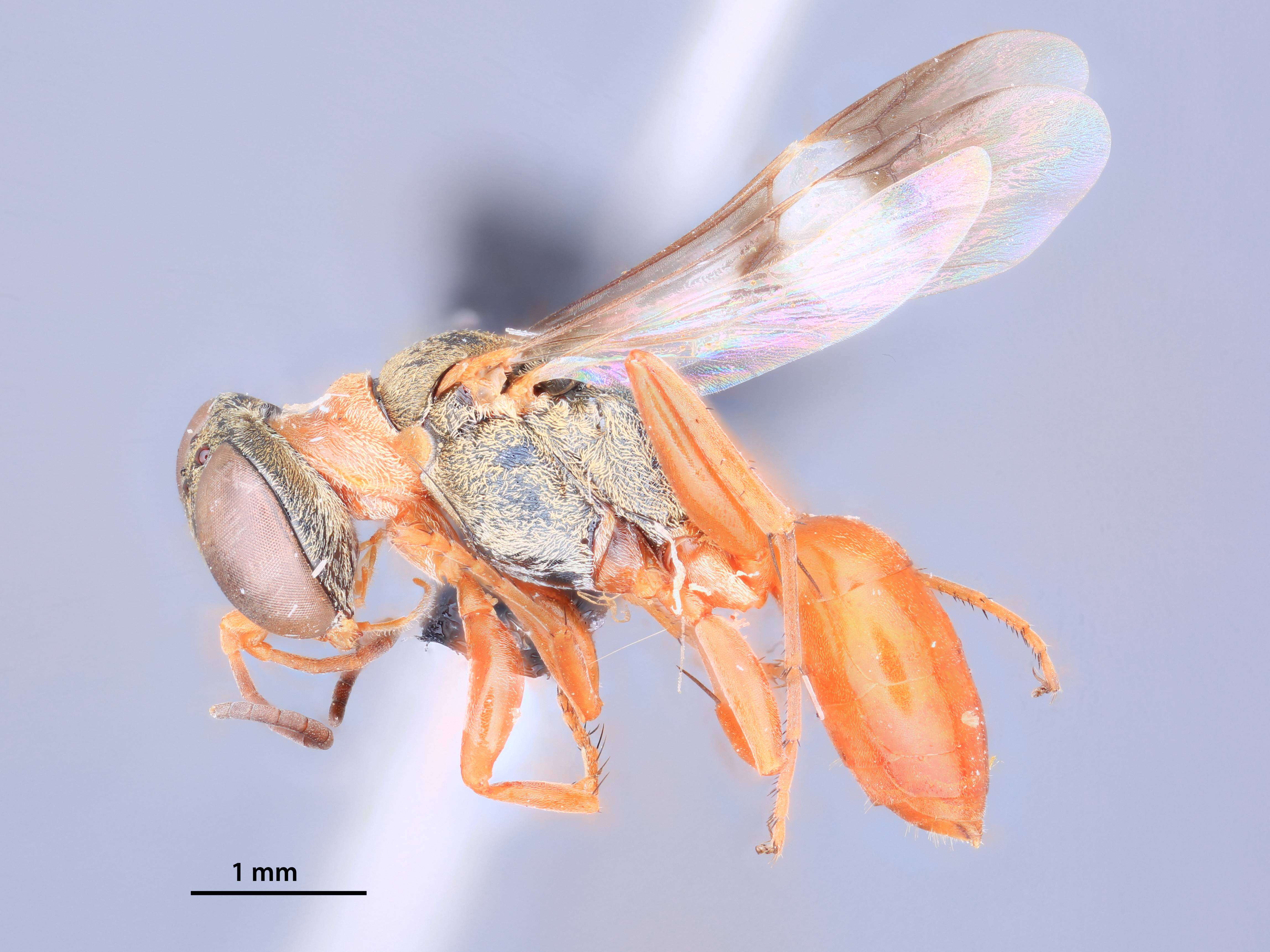 Image of Miscophus heliophilus Pulawski 1968