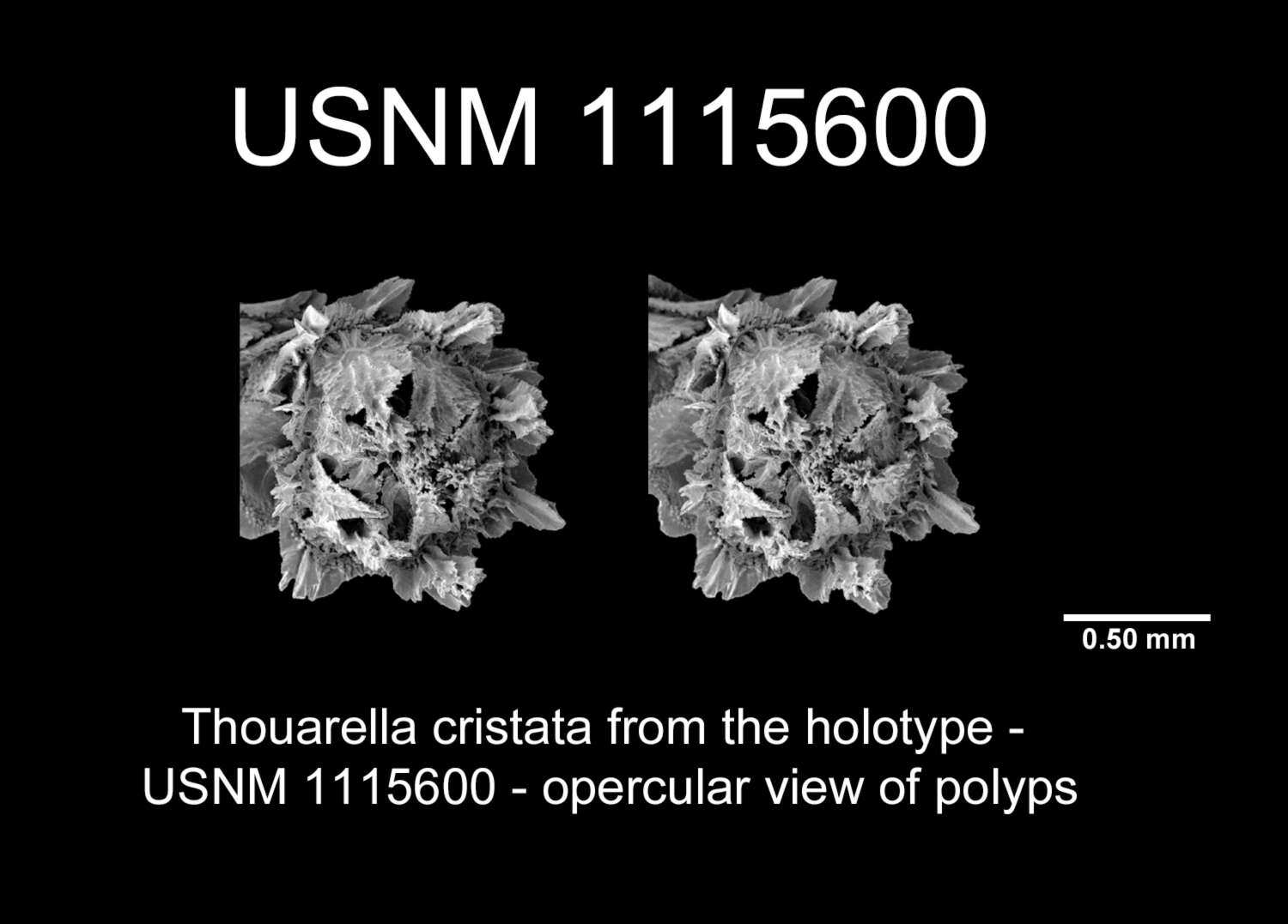 Imagem de Thouarella cristata Cairns 2011