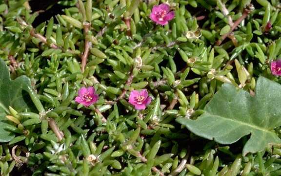 Image of Portulaca L.