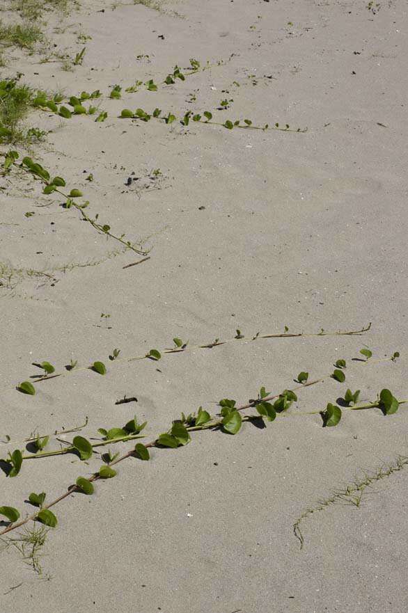 Image of Brazilian bayhops