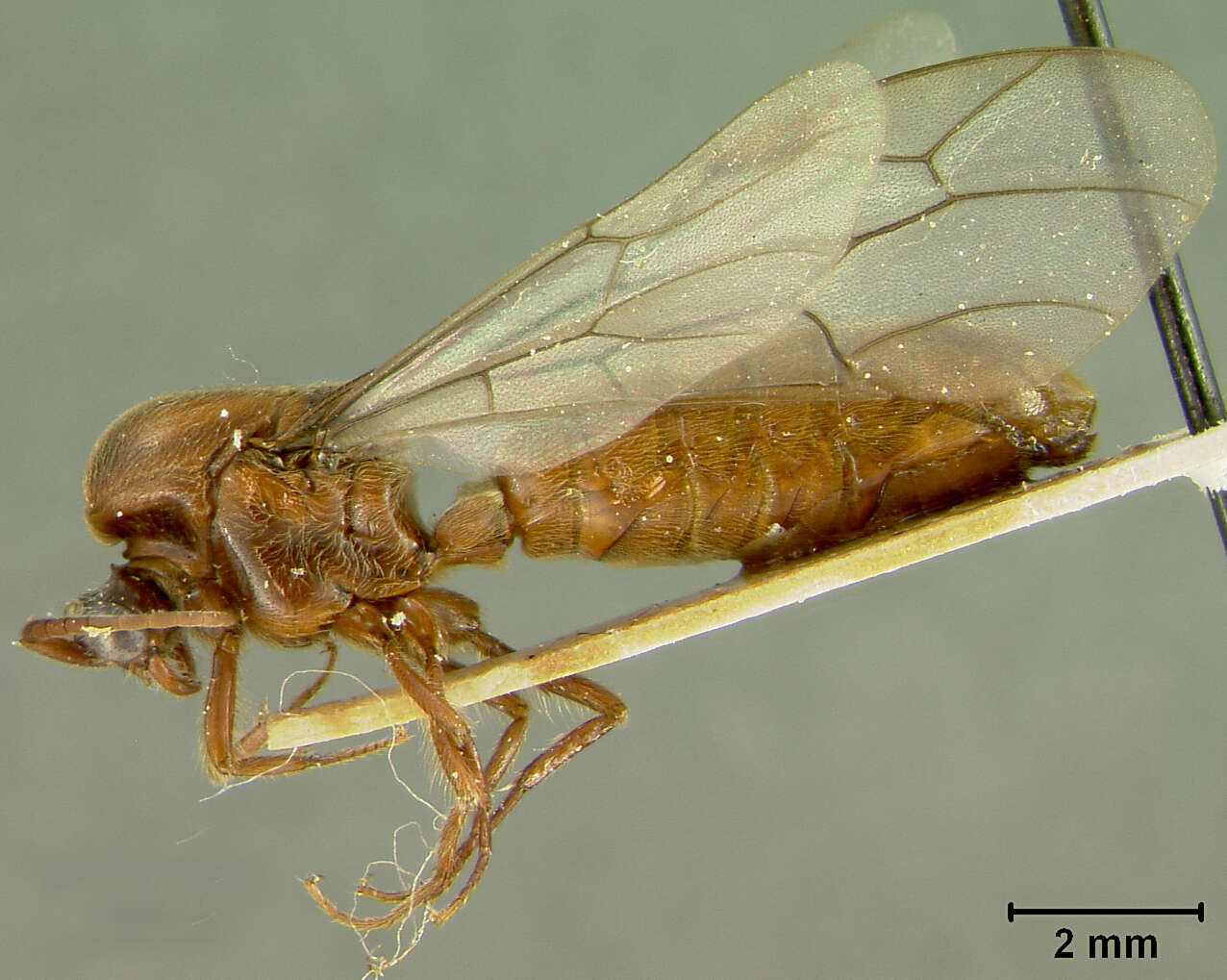 Image of Neivamyrmex gracilis Borgmeier 1955