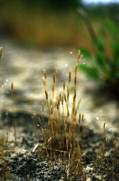 Image of early hair-grass