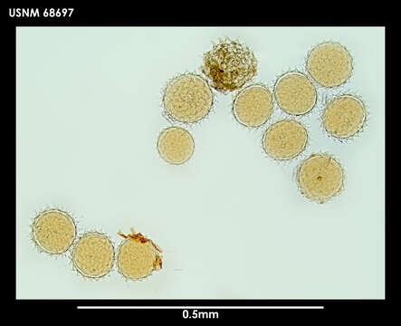 Image of Macrobiotus blocki Dastych 1984