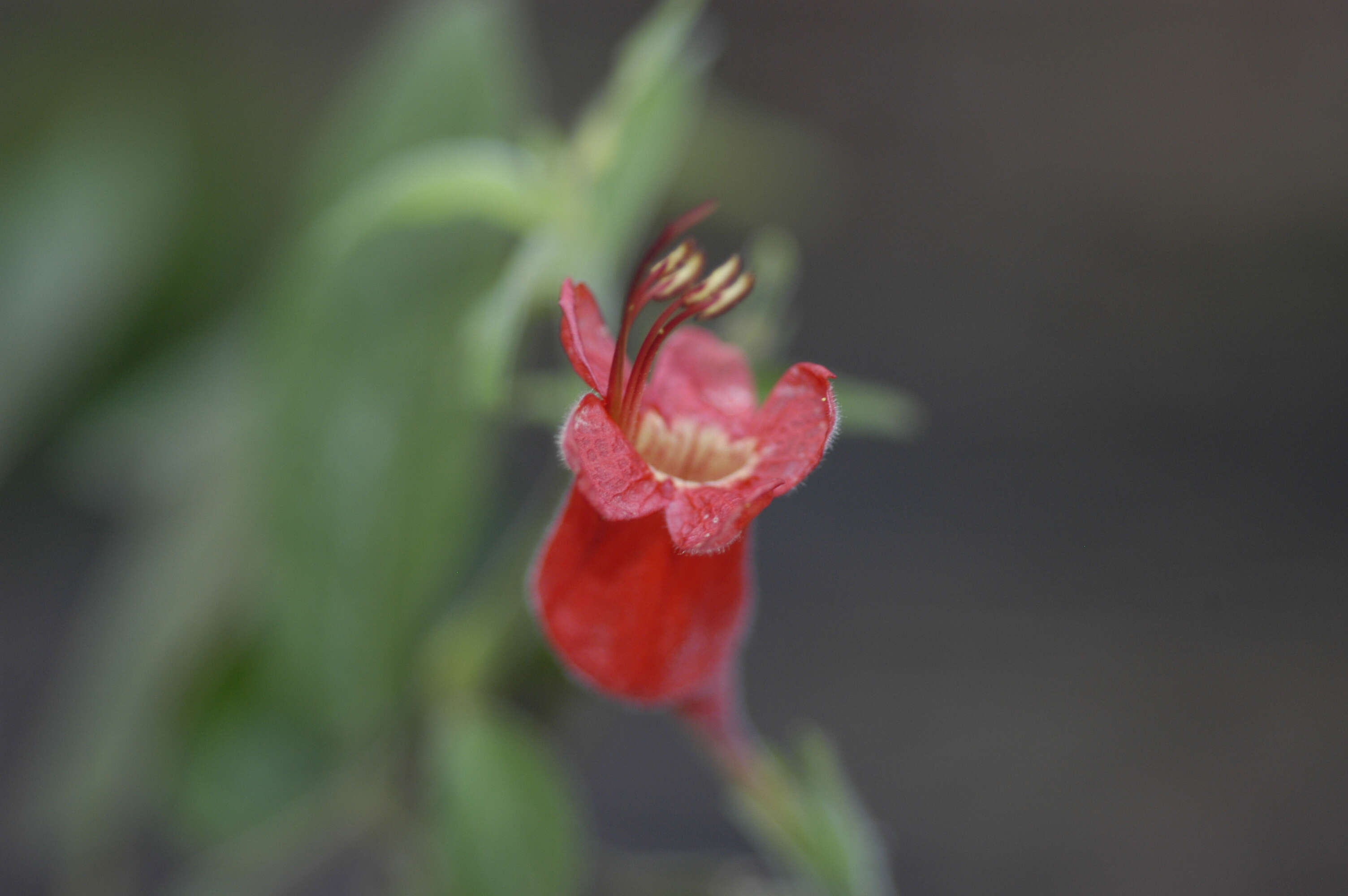 Imagem de Ruellia inflata Rich.