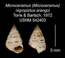 Imagem de Microceramus nigropictus arangoi C. Torre & Bartsch 2008