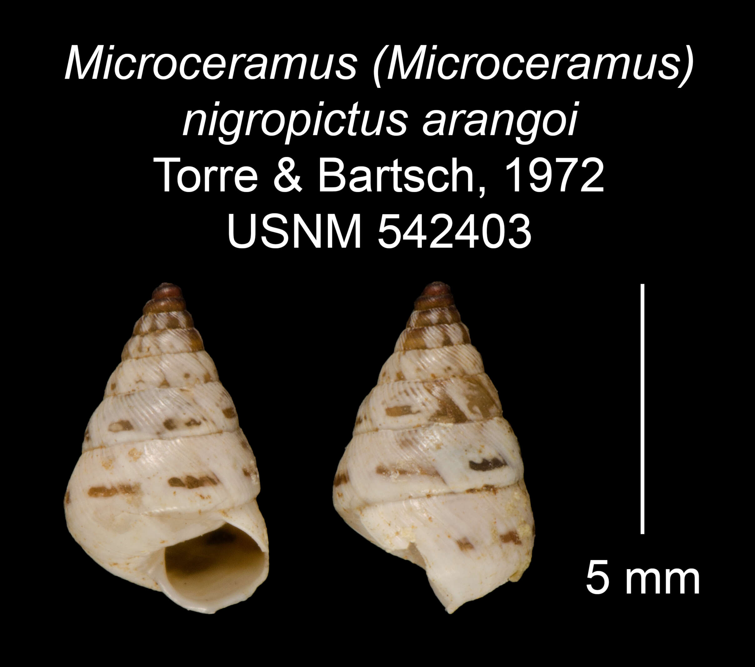 Imagem de Microceramus nigropictus arangoi C. Torre & Bartsch 2008