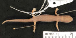 Image of Chunky False Brook Salamander