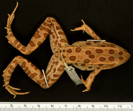 Image of Northern Leopard Frog