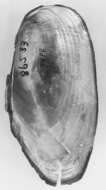 Image of Anodonta kennerlyi I. Lea 1860