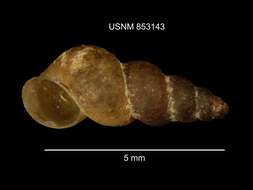 Sivun Hydrobiidae incertae sedis kuva