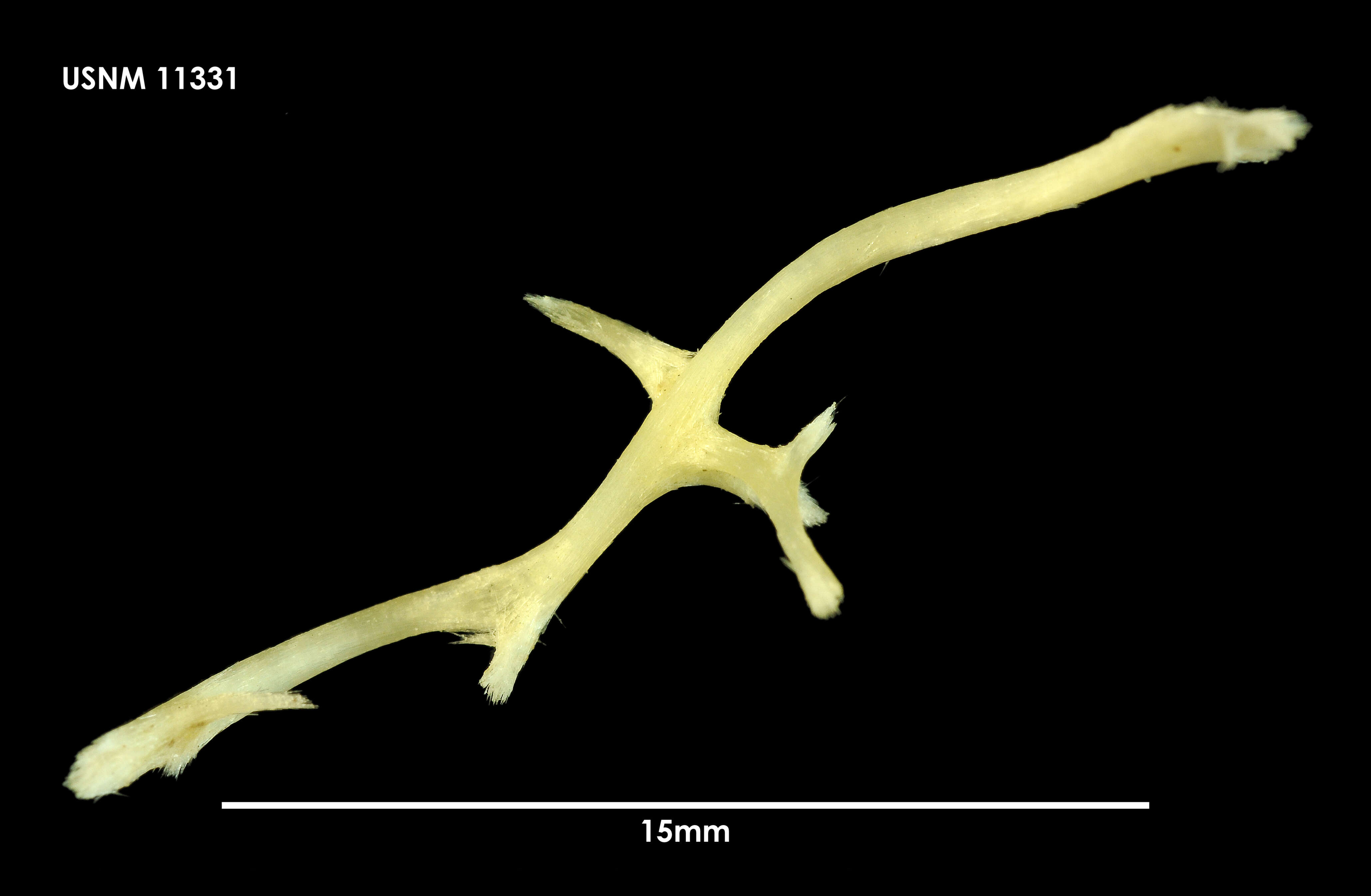 Image of Hippothoa distans MacGillivray 1869