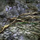 Muhlenbergia himalayensis Hack. ex Hook. fil. resmi