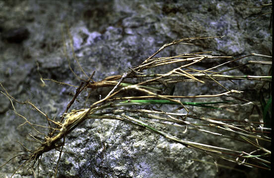 Muhlenbergia himalayensis Hack. ex Hook. fil. resmi