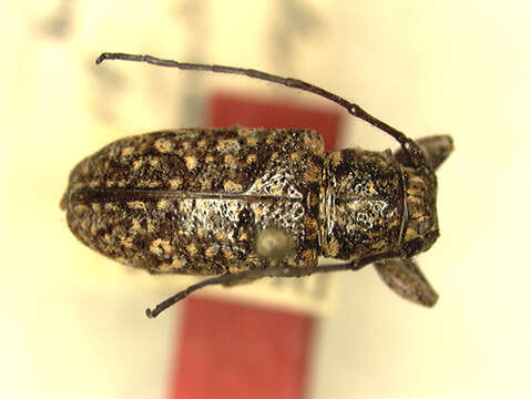 Image of Rhytiphora multimaculata (Breuning 1943)