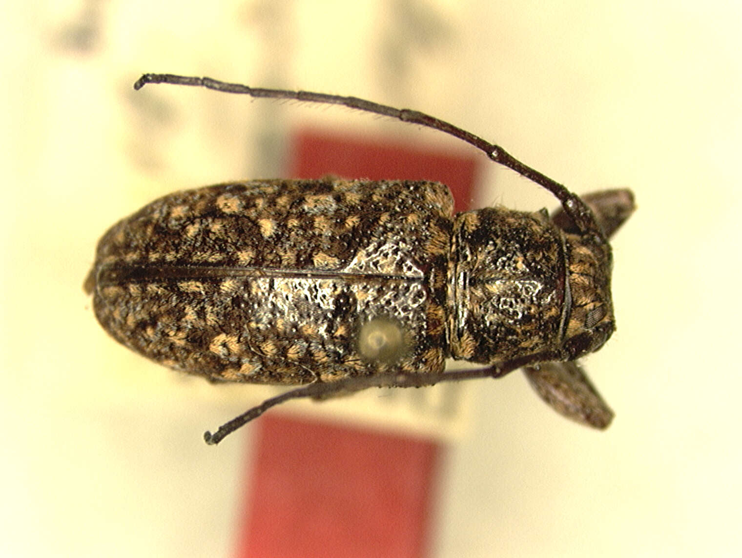 Image of Rhytiphora multimaculata (Breuning 1943)