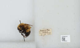 Image of Confusing Bumblebee