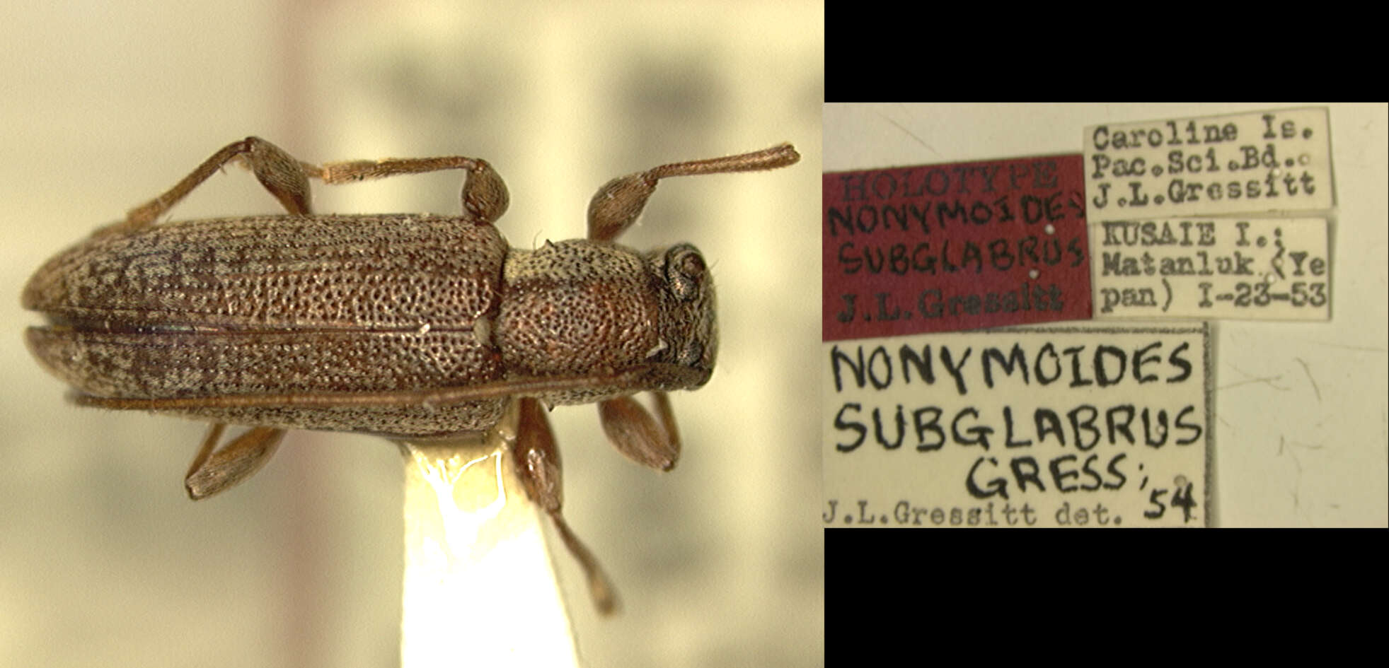 Image of Miaenia (Nonymoides) subglabra (Gressitt 1956)