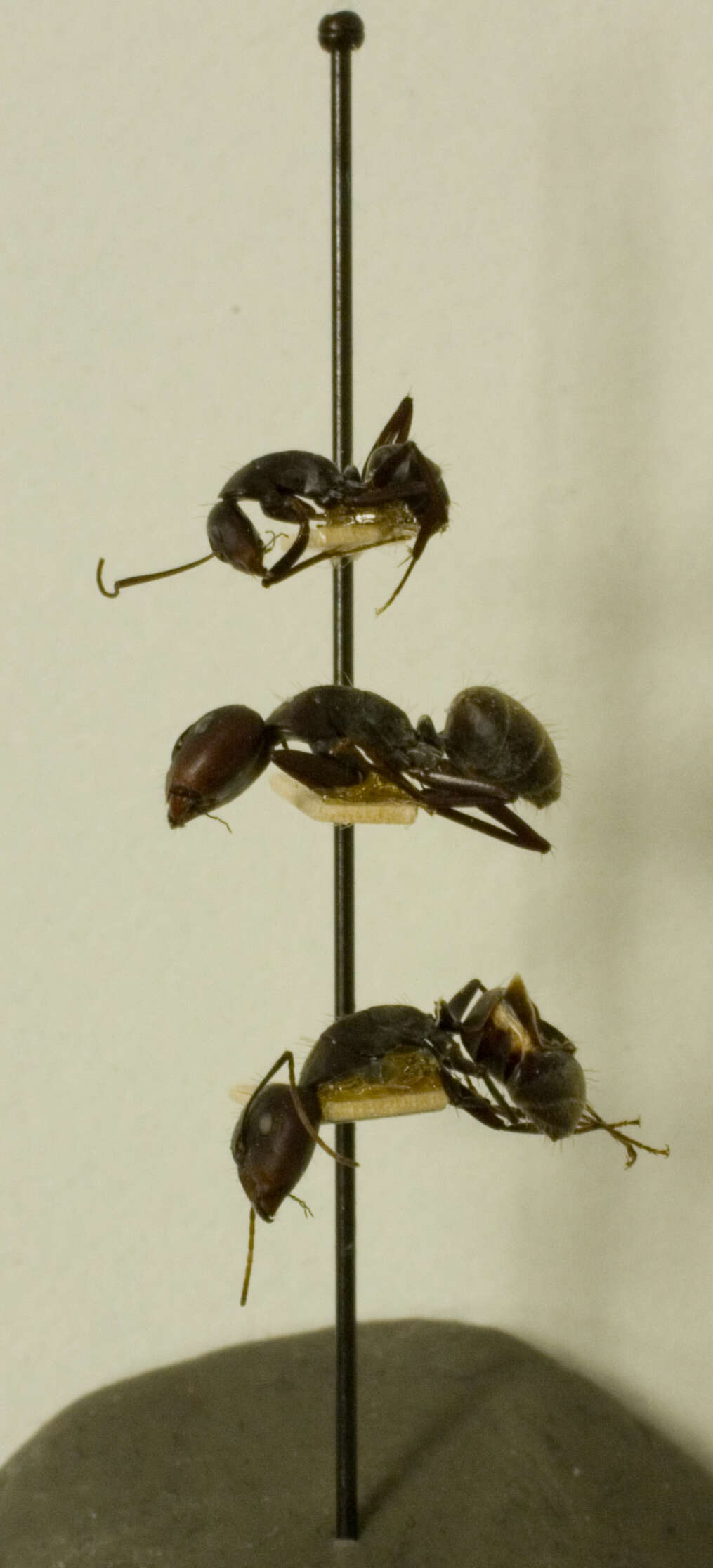 Image of Camponotus rufoglaucus syphax Wheeler 1922