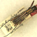 Sivun Cylindrepomus grammicus Pascoe 1860 kuva