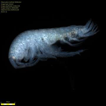 Image of Amphipoda