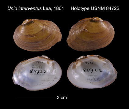 Image of Unio interventus I. Lea 1861