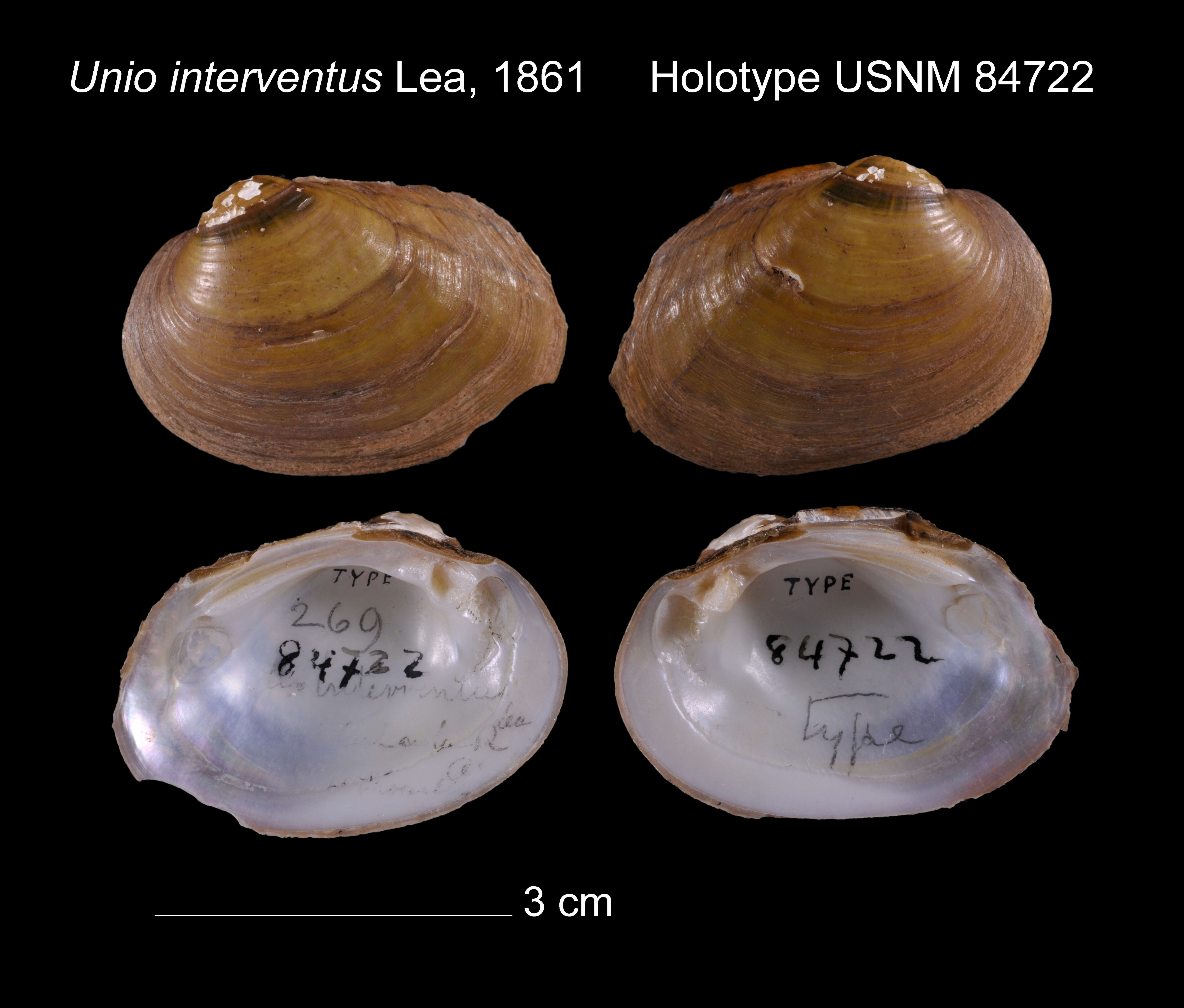 Image of Unio interventus I. Lea 1861