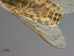 صورة Tabanus claripennis (Bigot 1892)