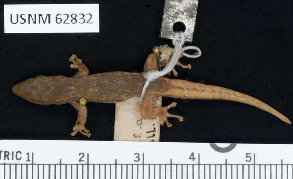 Lygodactylus grotei Sternfeld 1911 resmi