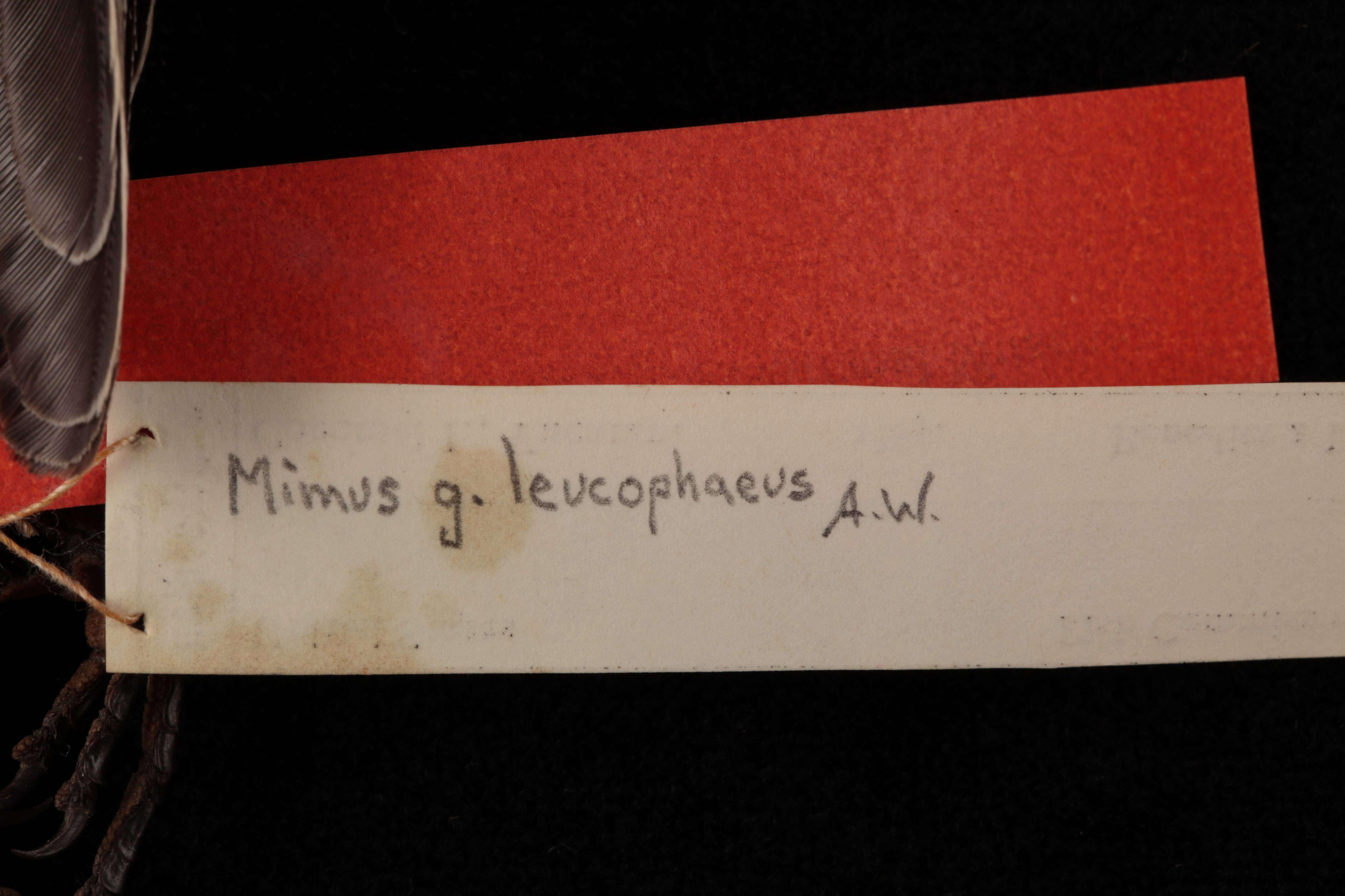 Image of Mimus gilvus leucophaeus Ridgway 1888