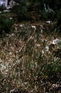 Imagem de Bromus tectorum L.