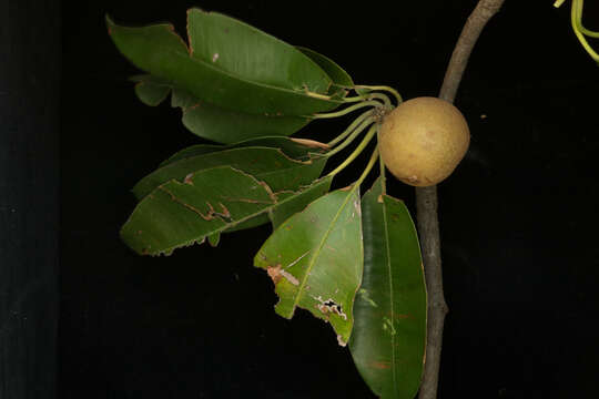 Image of sapodilla