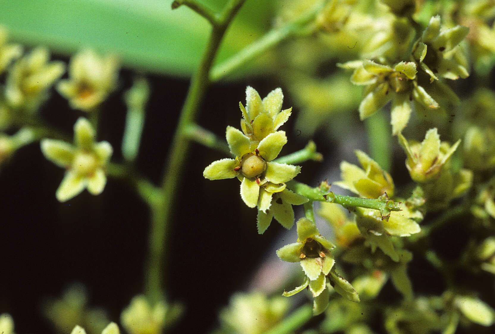 Image of Salacia impressifolia (Miers) A. C. Sm.