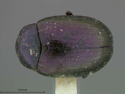 Image of Plagiodera Chevrolat 1836