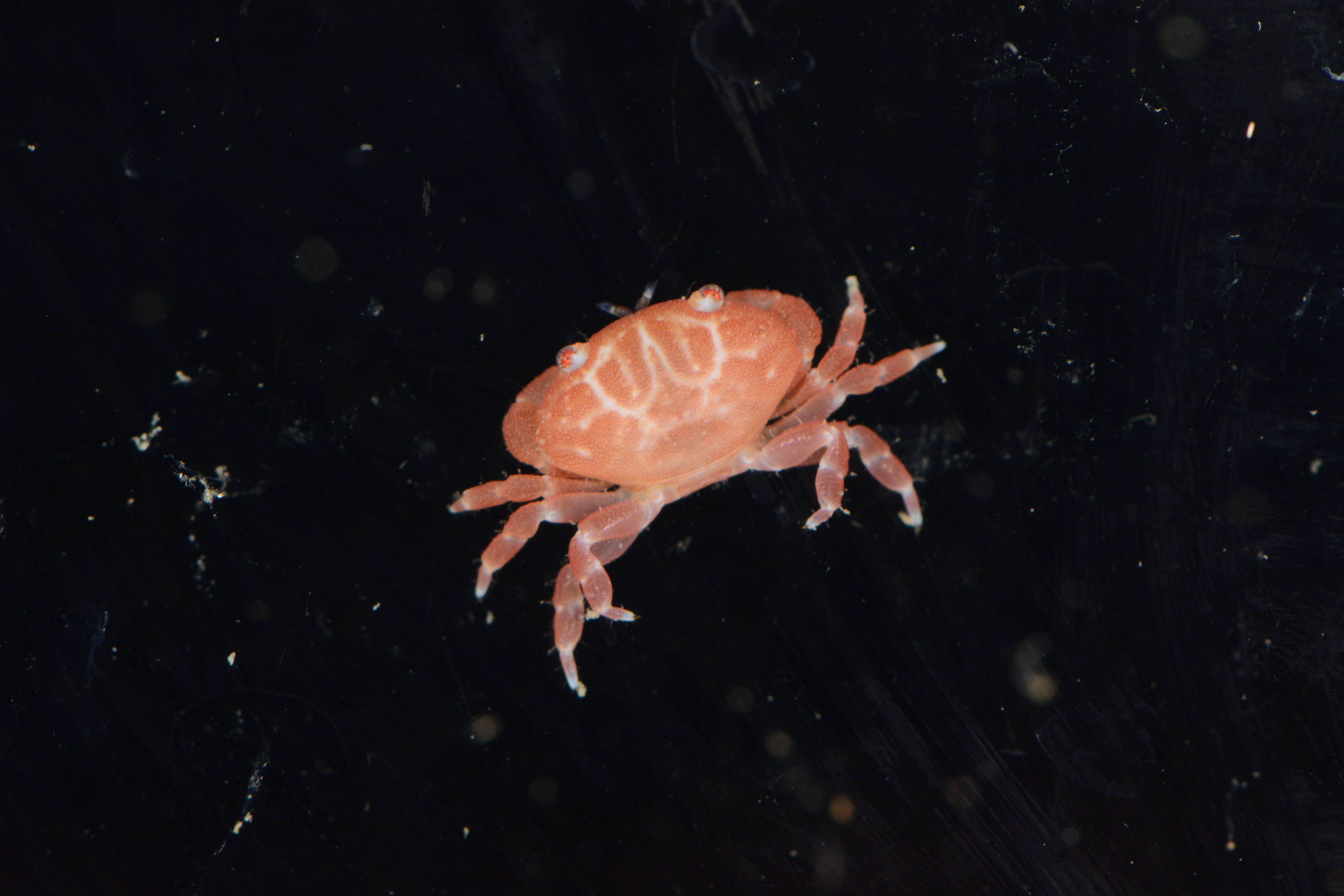 Image of Xanthidae