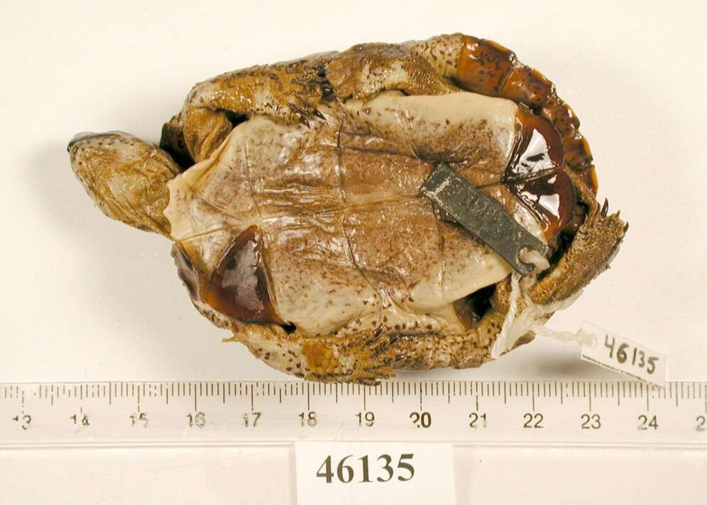 Image of Black River Turtle