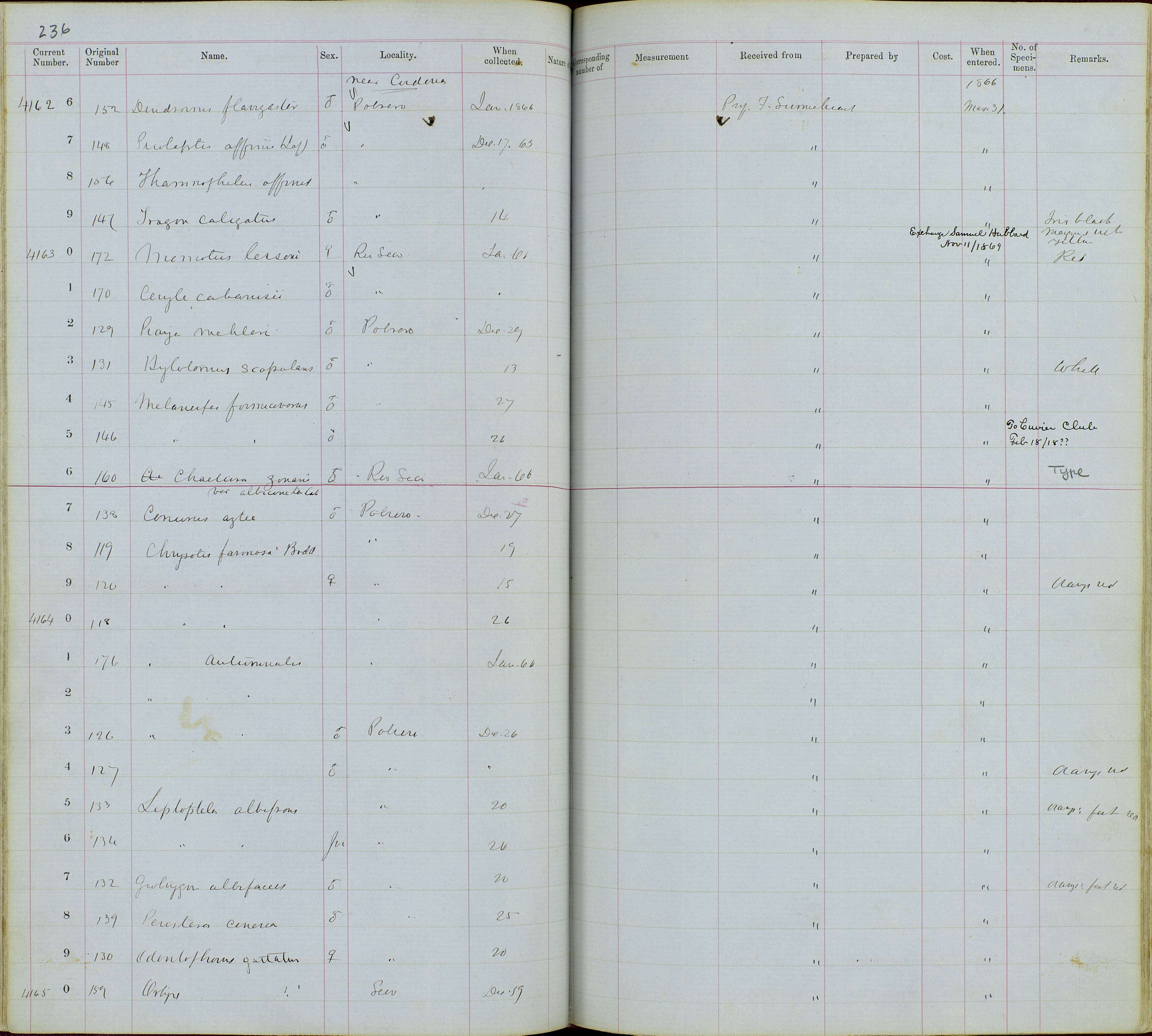 Dactylortyx Ogilvie-Grant 1893 resmi