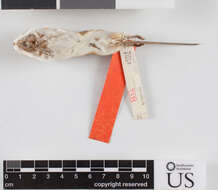 Image of Perognathus flavescens flavescens Merriam 1889