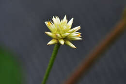 Gomphrena L. resmi