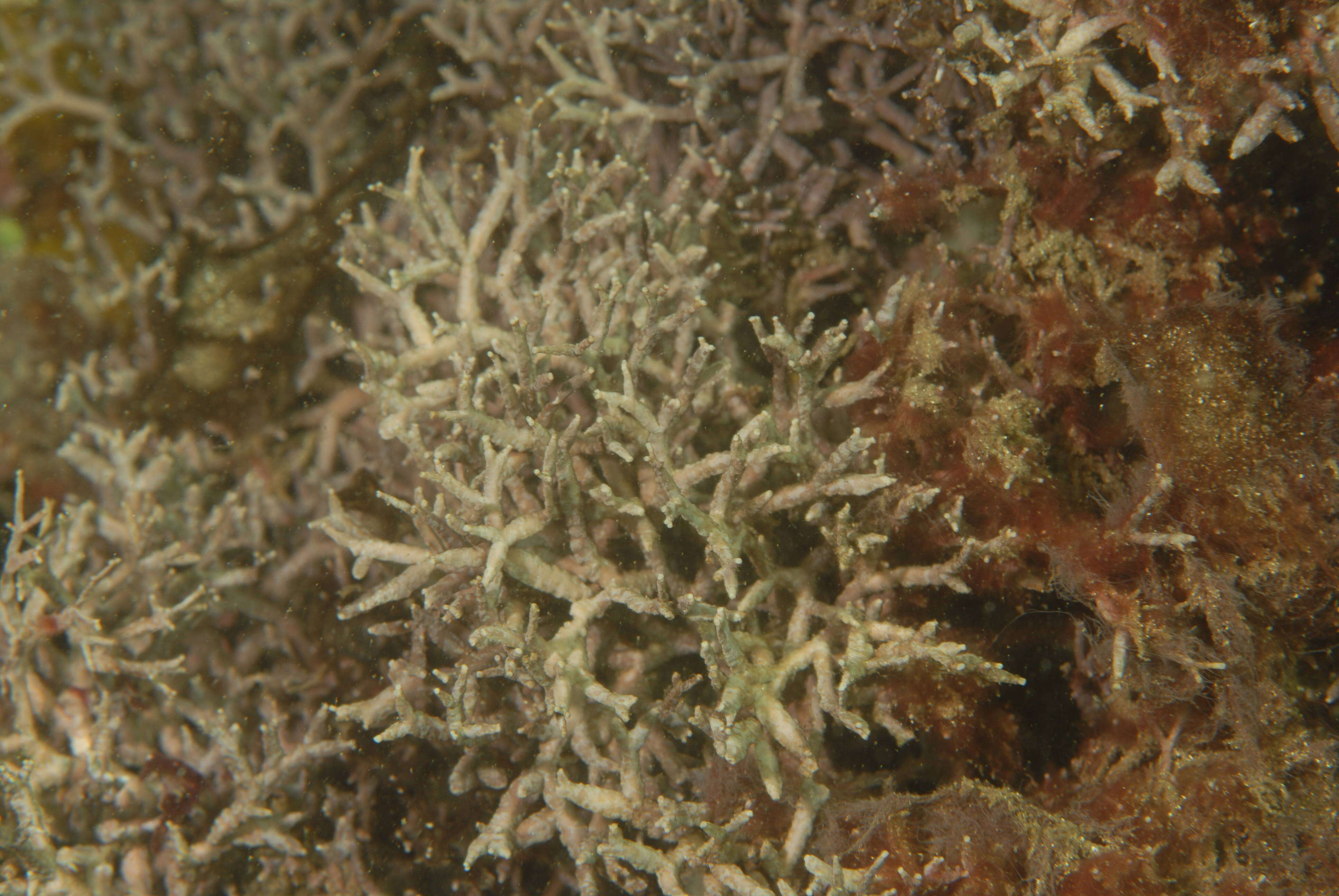 Image of Corallinaceae